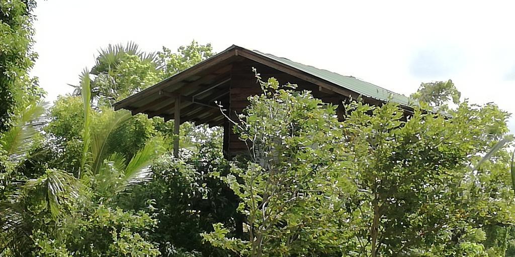 Sigiri Forest View سيغيرِيا المظهر الخارجي الصورة